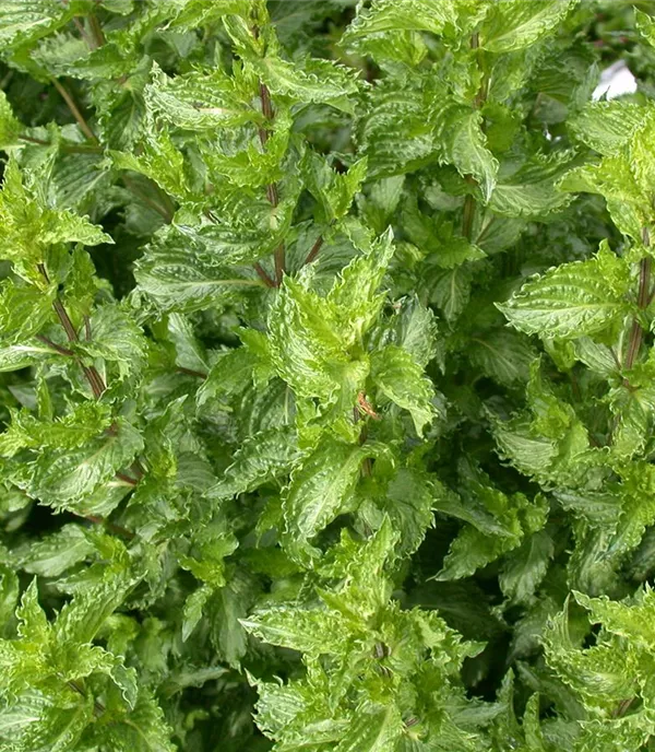 Mentha piperita 'Crispa'