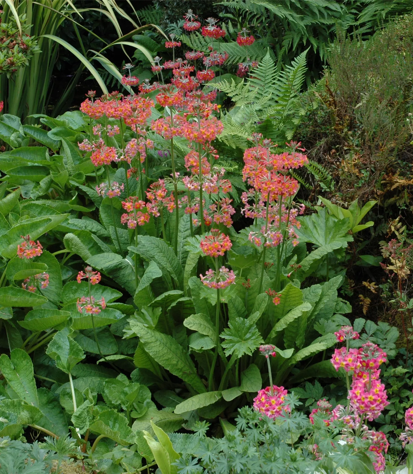 Primula bulleesiana (x)