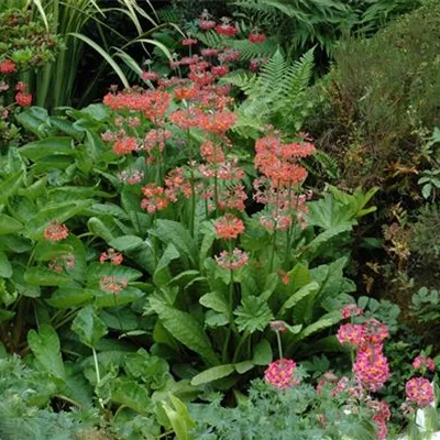 Topfgrösse 0.5 Liter - Etagenprimel - Primula bulleesiana (x)