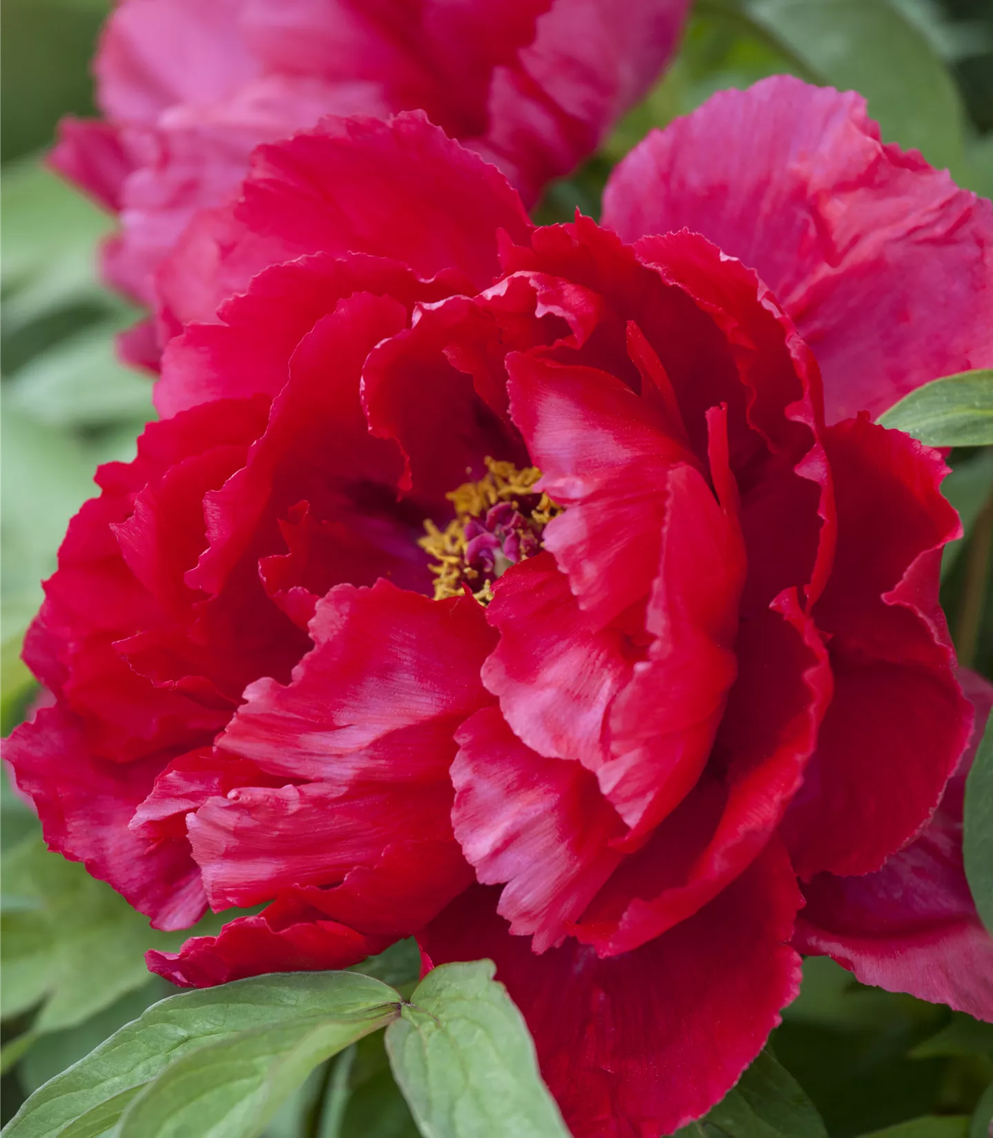 Paeonia suffruticosa dunkelrot