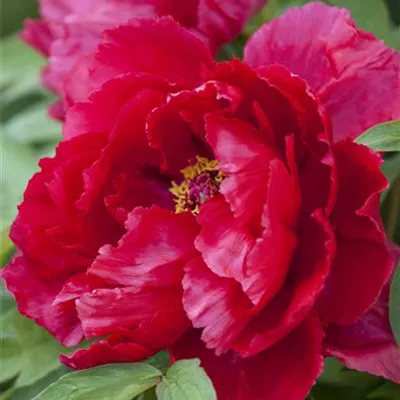 T/ - Baumartige Pfingstrose - Paeonia suffruticosa dunkelrot