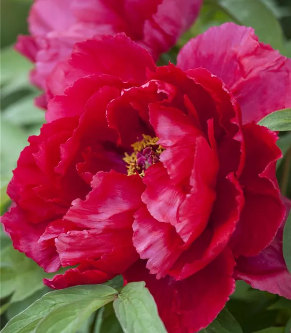 Paeonia suffruticosa dunkelrot