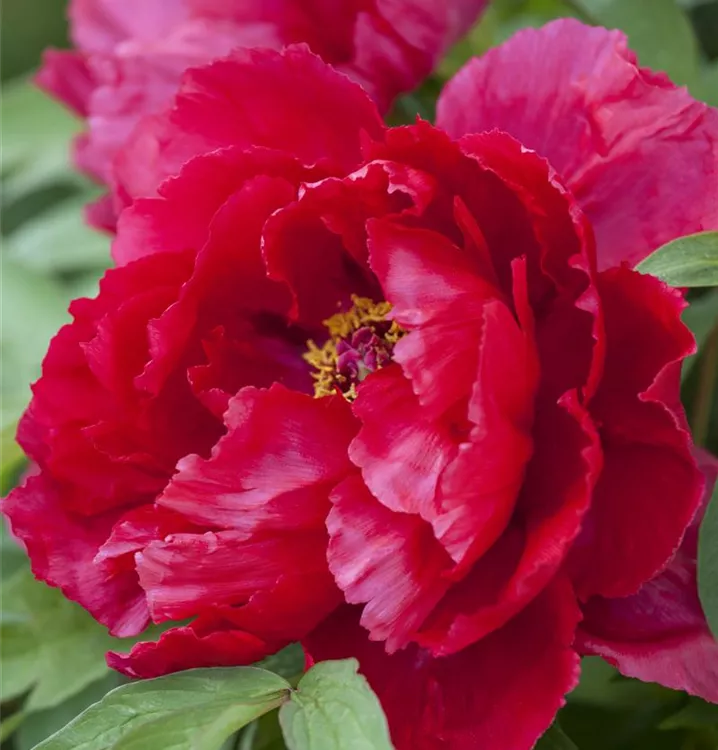 Baumartige Pfingstrose - Paeonia suffruticosa dunkelrot