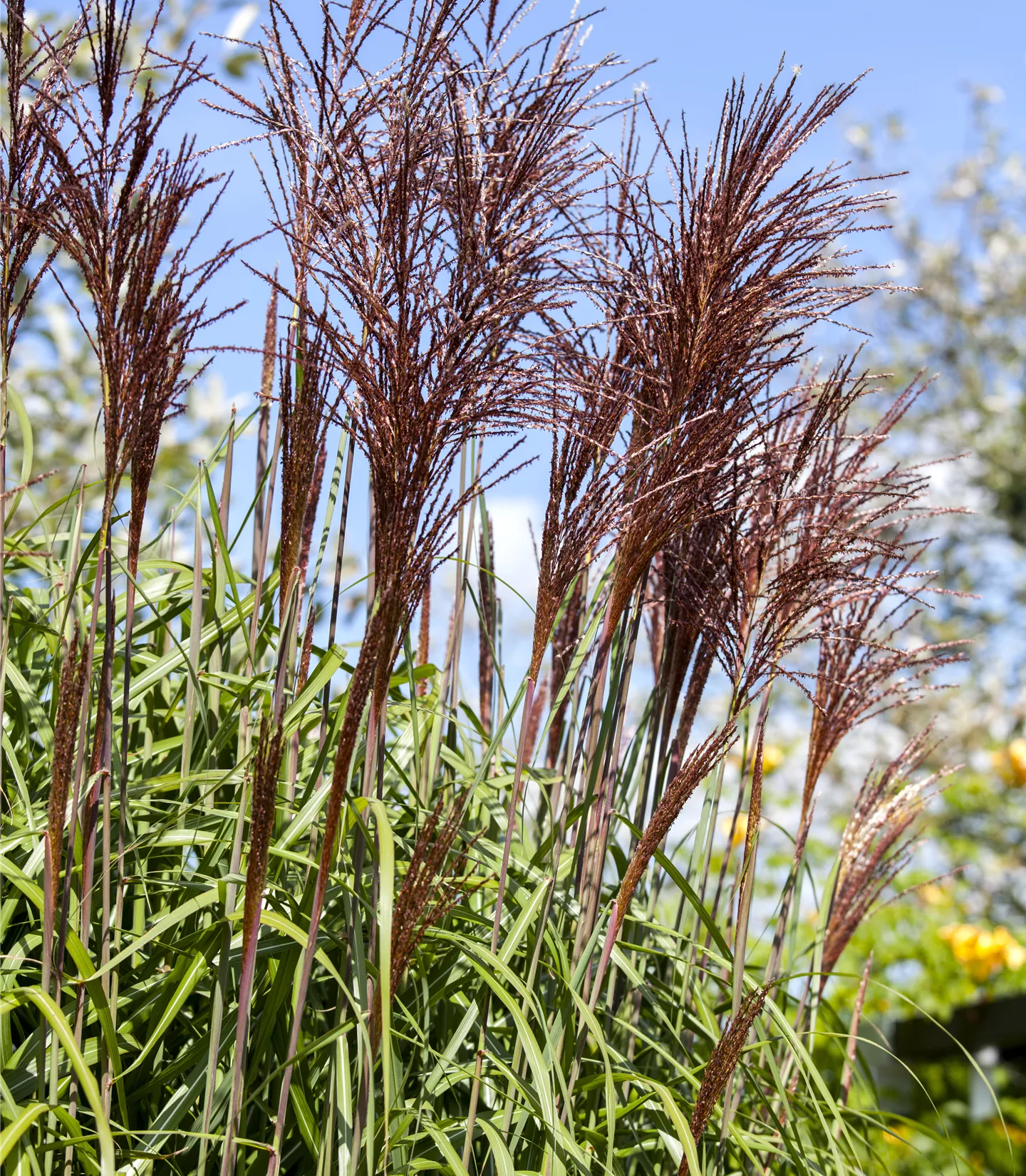 Miscanthus sinensis 'Ghana'