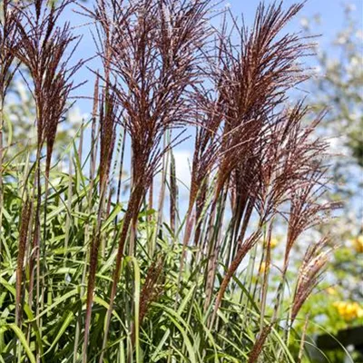 Topfgrösse 3 Liter - Eulalie, Chinaschilf - Miscanthus sinensis 'Ghana'