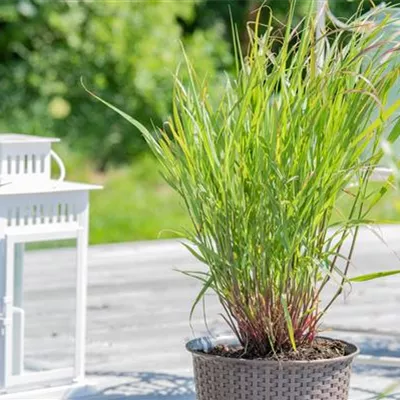 Topfgrösse 3 Liter - Rutenhirse - Panicum virgatum 'Rehbraun'