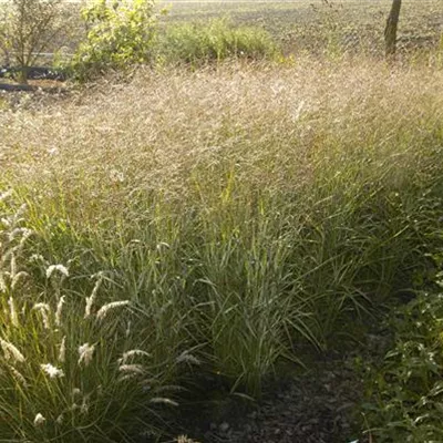 Topfgrösse 1 Liter - Rutenhirse - Panicum virgatum 'Shenandoa'