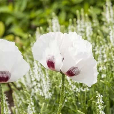 Topfgrösse 1 Liter - Türkischer Mohn - Papaver orientale 'Perry's White'