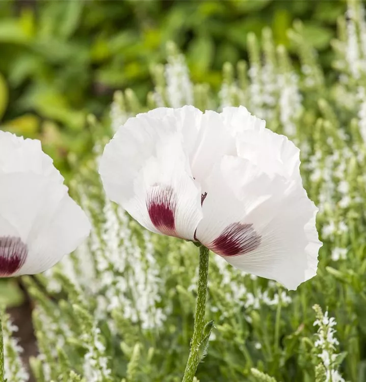 Türkischer Mohn - Papaver orientale 'Perry's White'