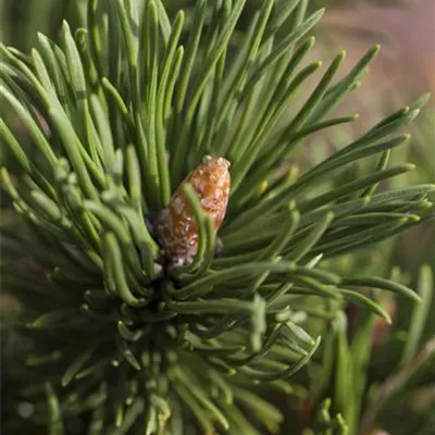 im Container 35 - 40 - Bergföhre, Zwergform - Pinus mugo 'Alpenzwerg'