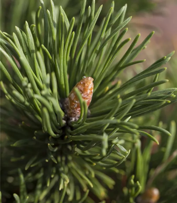 Pinus mugo 'Alpenzwerg'