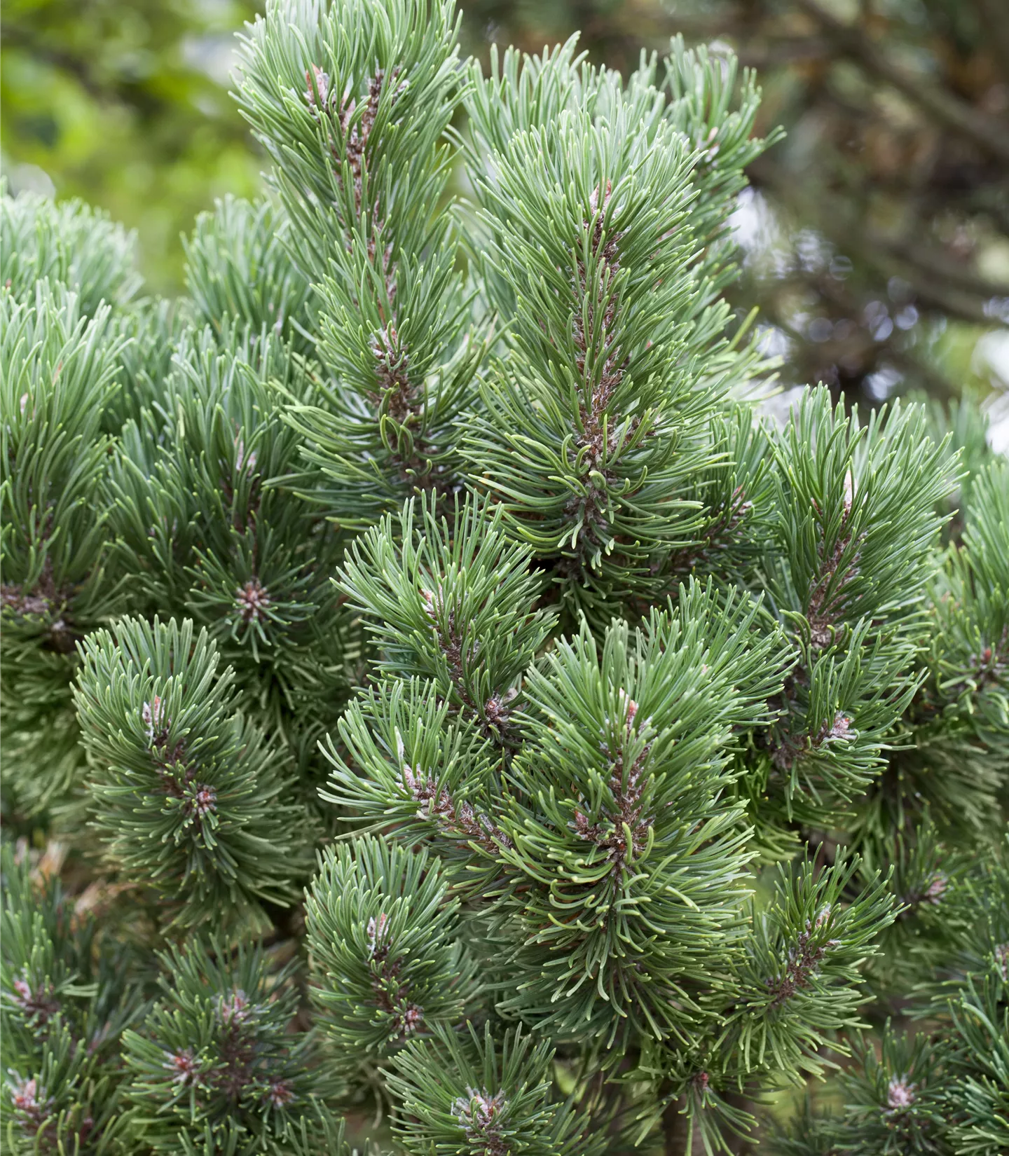 Pinus mugo 'Columbo'