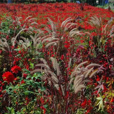 Topfgrösse 1 Liter - Federborstengras - Pennisetum orientale