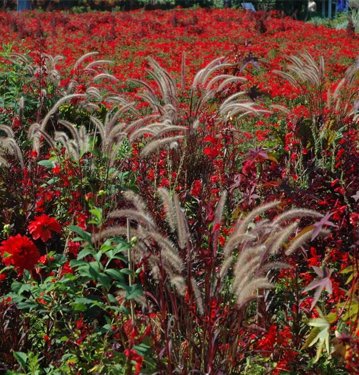 Federborstengras - Pennisetum orientale