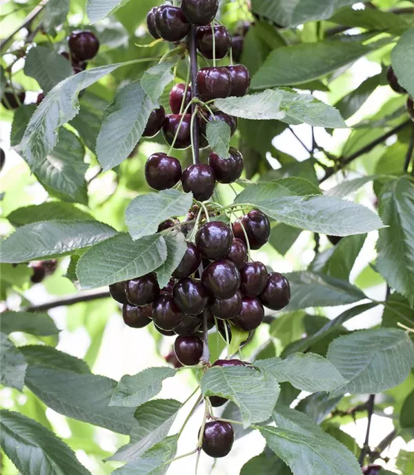 Prunus (Weichsel) 'Schattenmorelle'