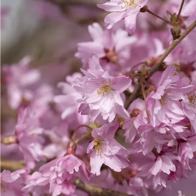 Hochstamm mit Ballen Stammumfang 12 - 14cm - Winterblühende Kirsche - Prunus subhirtella (X) 'Autumnalis'