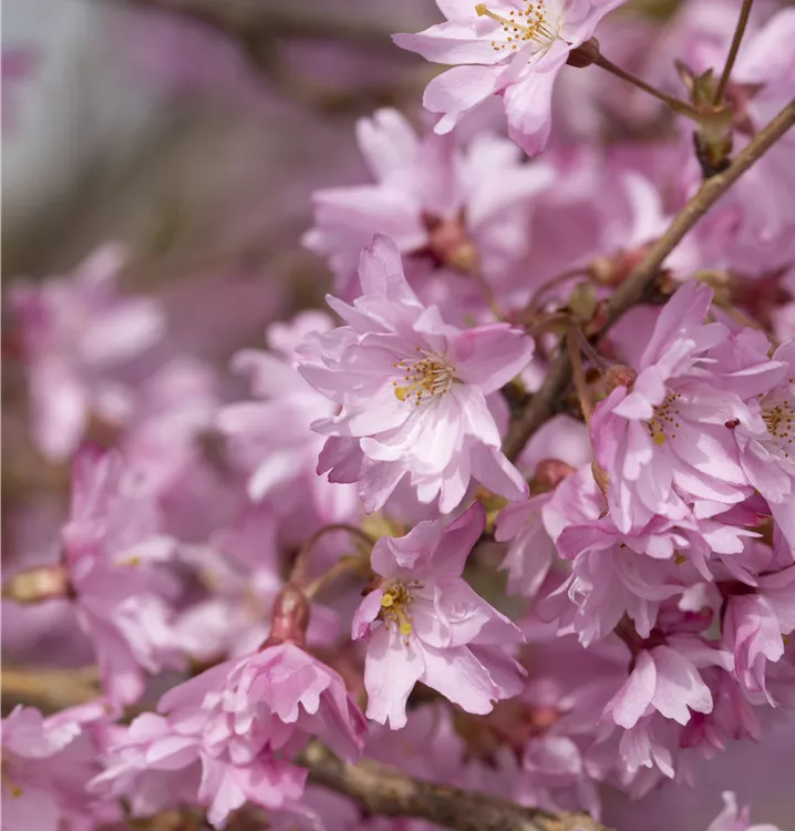 Winterblühende Kirsche - Prunus subhirtella (X) 'Autumnalis'