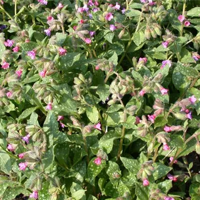 Topfgrösse 0.5 Liter - Lungenkraut - Pulmonaria saccharata 'Mrs Moon'