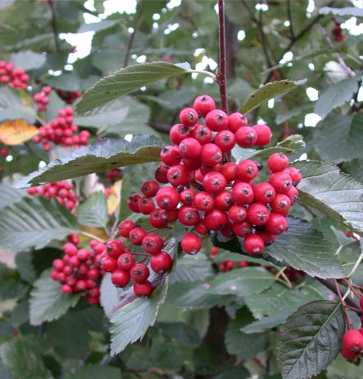 Mehlbeere - Sorbus aria