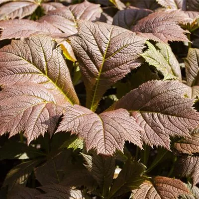 Topfgrösse 1 Liter - Schaublatt - Rodgersia podophylla 'Rotlaub'