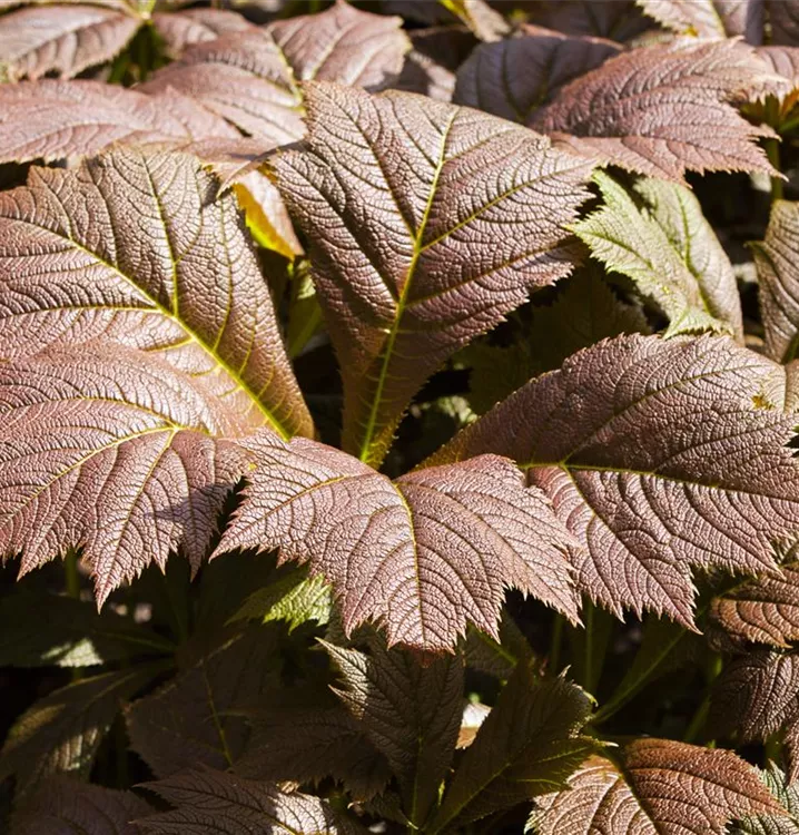 Schaublatt - Rodgersia podophylla 'Rotlaub'