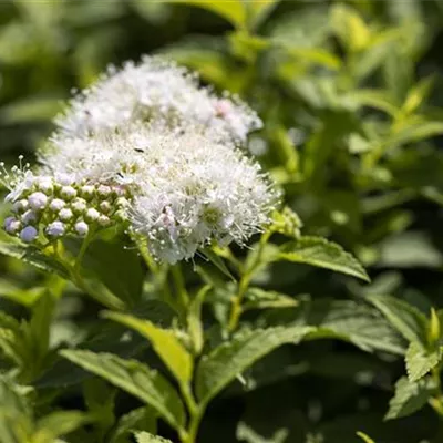 Topfgrösse 4 Liter - Spierstrauch - Spiraea japonica 'Albiflora'