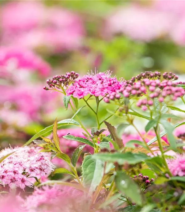 Pflanzenpflege im Sommer – Mehr als nur den Garten giessen