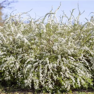 Container 50 - 60 - Spierstrauch - Spiraea thunbergii