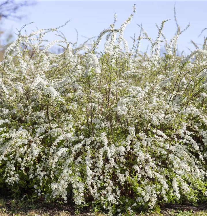 Spierstrauch - Spiraea thunbergii