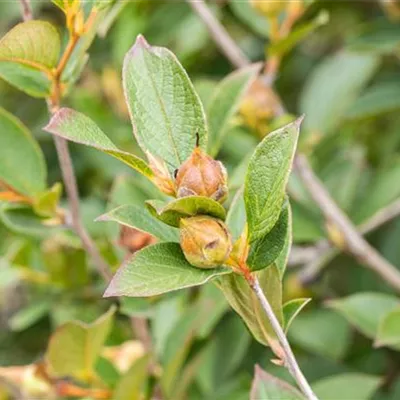 Container 70 - 80 - Scheinkamelie, Stewartie - Stewartia pseudocamellia