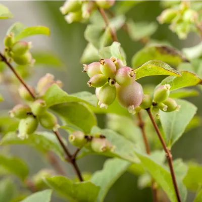 Topfgrösse 0.5 Liter - Schneebeere - Symphoricarpos chenaultii (x) 'Hancock'