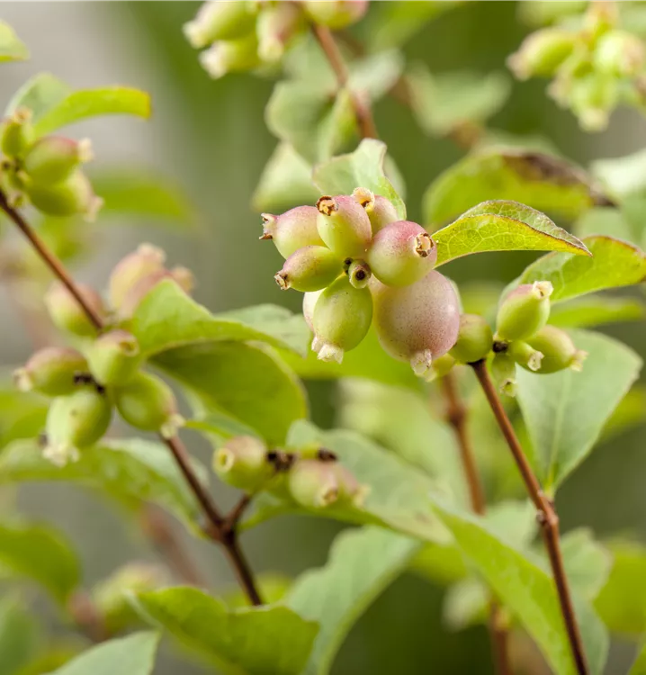 Schneebeere - Symphoricarpos chenaultii (x) 'Hancock'