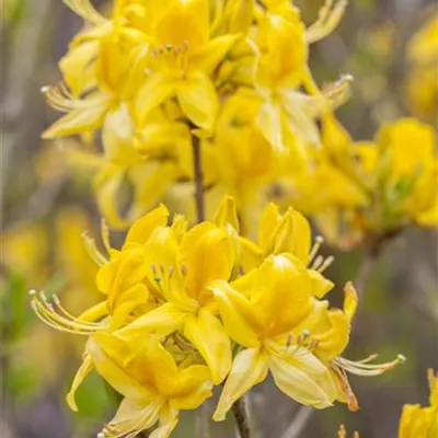 Container 50 - 60 - Rhododendron, Azalee - Rhododendron (Knaphill-Azalee) 'Golden Sunset'