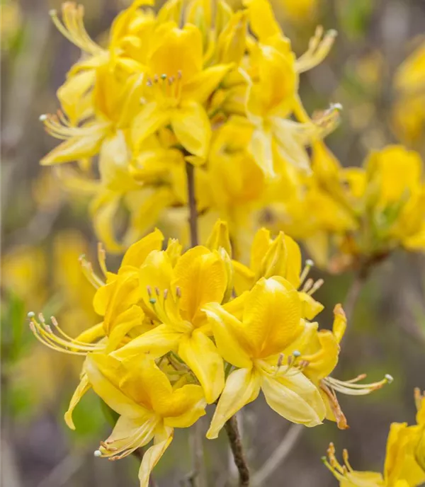 Rhododendron (Knaphill-Azalee) 'Golden Sunset'