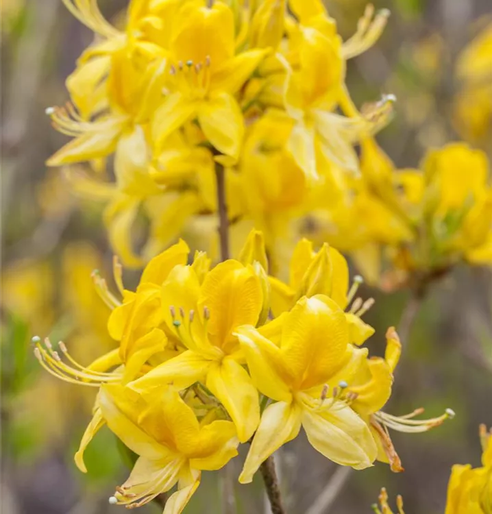 Rhododendron, Azalee - Rhododendron (Knaphill-Azalee) 'Golden Sunset'