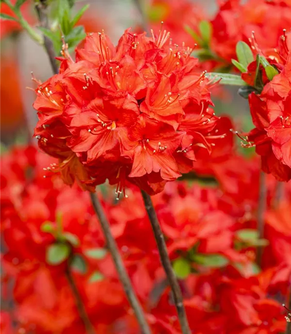 Rhododendron (Mollis Azalee) 'Nabucco'