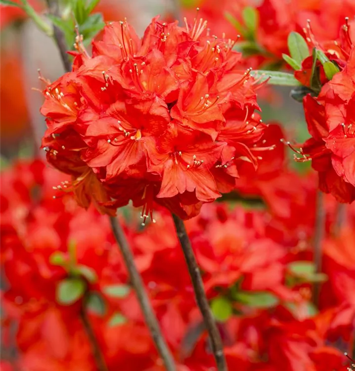 Rhododendron, Azalee - Rhododendron (Mollis Azalee) 'Nabucco'