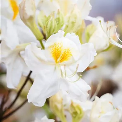 im Container 40 - 50 - Rhododendron, Azalee - Rhododendron (Mollis Azalee) 'Schneegold'