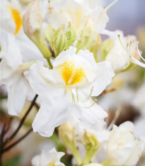 Rhododendron (Mollis Azalee) 'Schneegold'