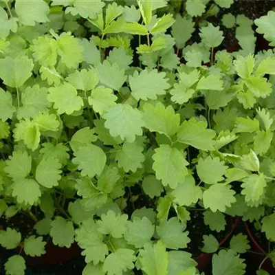 Topfgrösse 0.5 Liter - Wiesenknopf, Pimpernell - Sanguisorba minor