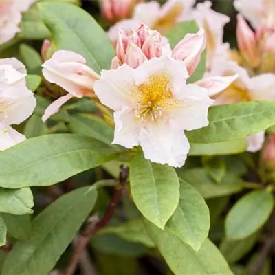 im Container 40 - 50 - Rhododendron - Rhododendron 'Belkanto'