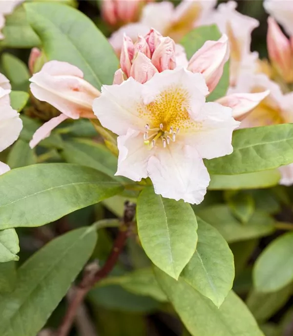 Rhododendron 'Belkanto'