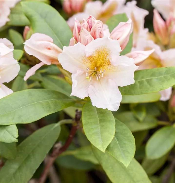 Rhododendron - Rhododendron 'Belkanto'