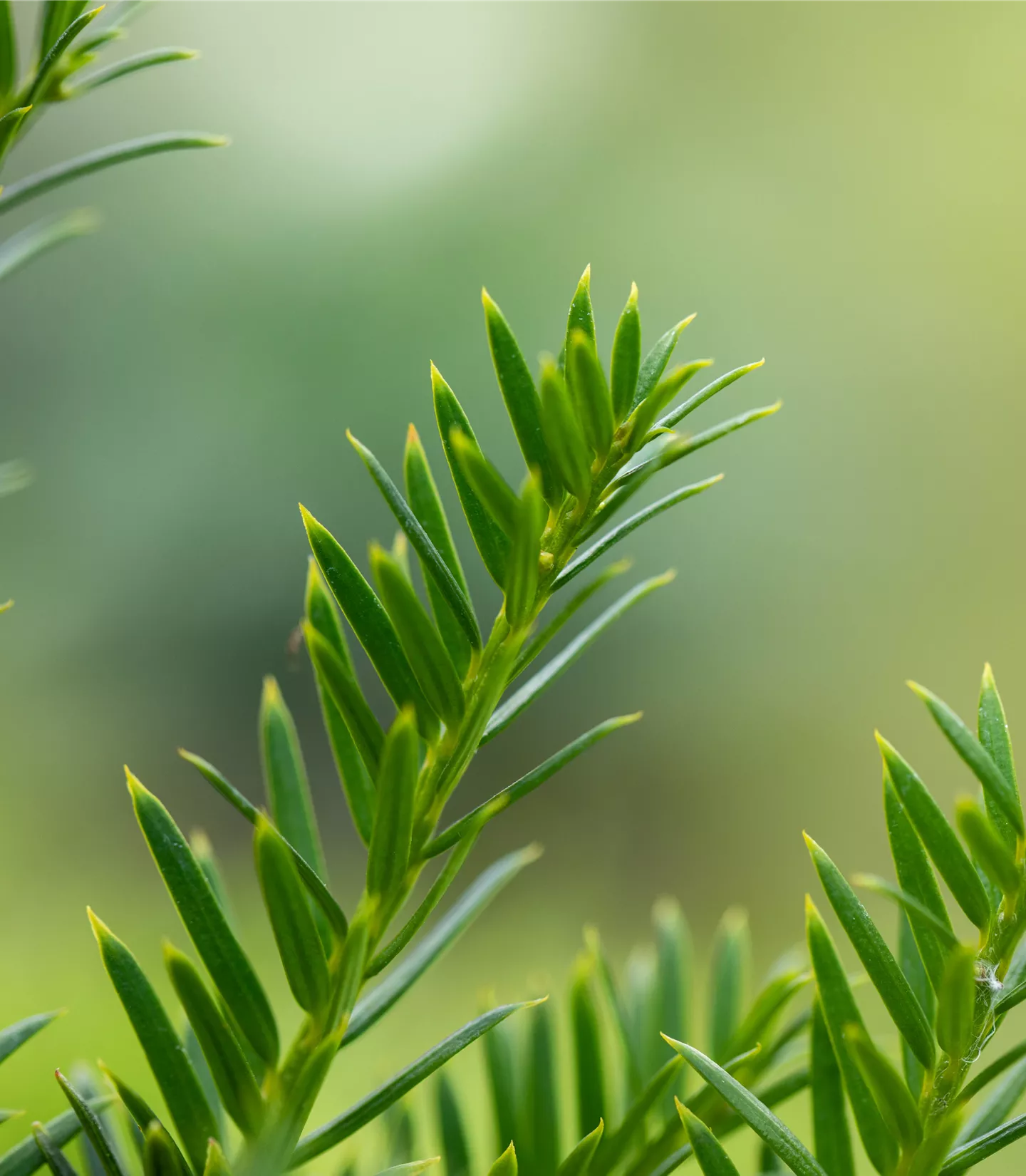 Taxus baccata 'Overeynderi'