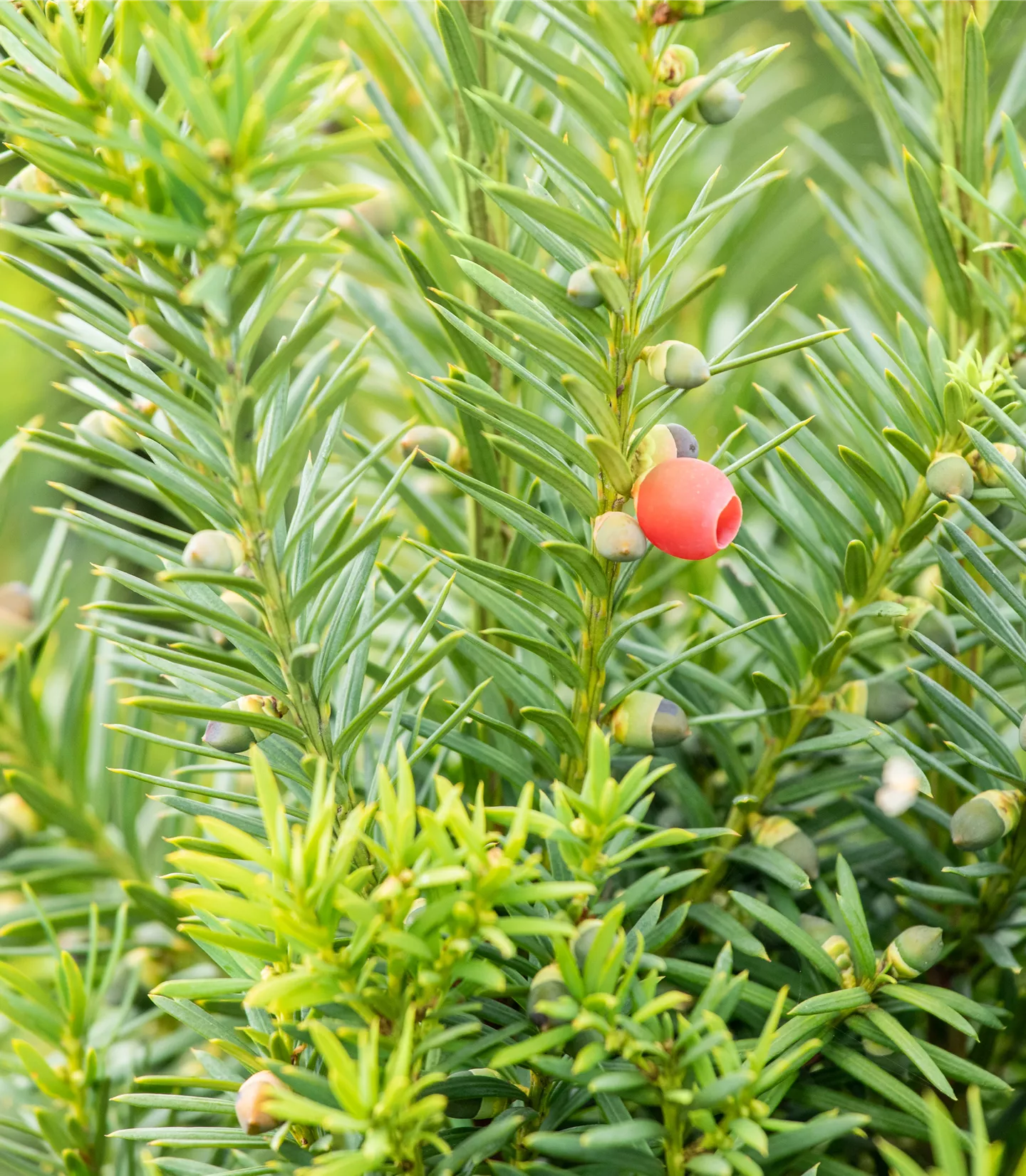 Taxus media (x) 'Hicksii' Solitär