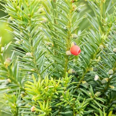 Container 70 - 80 - Eibe - Taxus media (x) 'Hicksii' Solitär