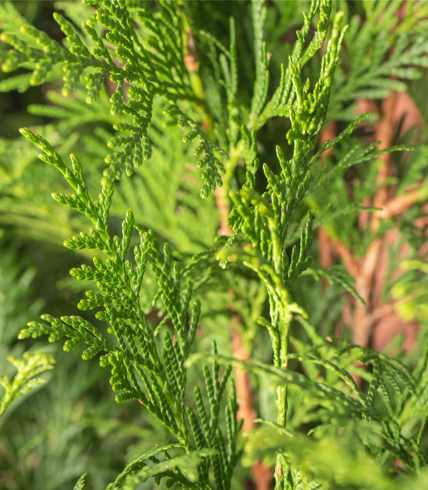 Thuja plicata 'Atrovirens' Heckenpflanze