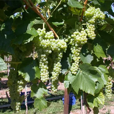 Topfgrösse 4 Liter - Vitis (Hybridrebe) 'Birstaler Muskat'