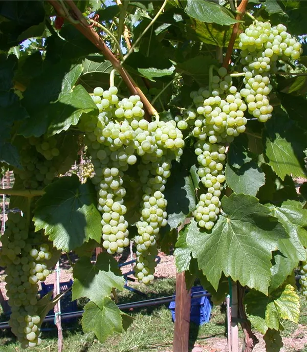 Vitis (Hybridrebe) 'Birstaler Muskat'