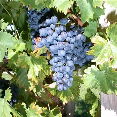 Topfgrösse 4 Liter - Vitis (Hybridrebe) 'Nero'